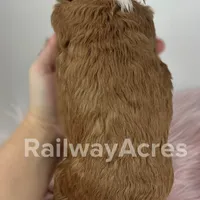 Vicki-Petite, a female Miniature Goldendoodle for sale in Milford, IN – Photo 4 of 6