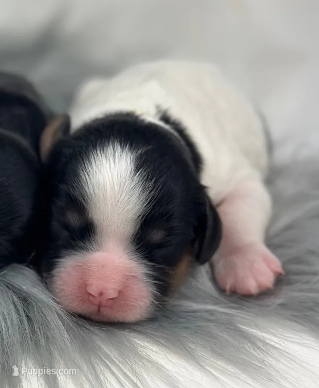 Girl 5 – Cavapoo puppy for sale in Milford, IN