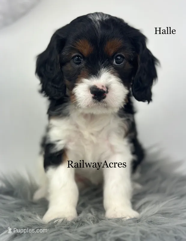 Halle – Cavapoo puppy for sale in Milford, IN