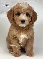 Dax- F1b Mini, a male Miniature Goldendoodle for sale in Milford, IN – Photo 1 of 5