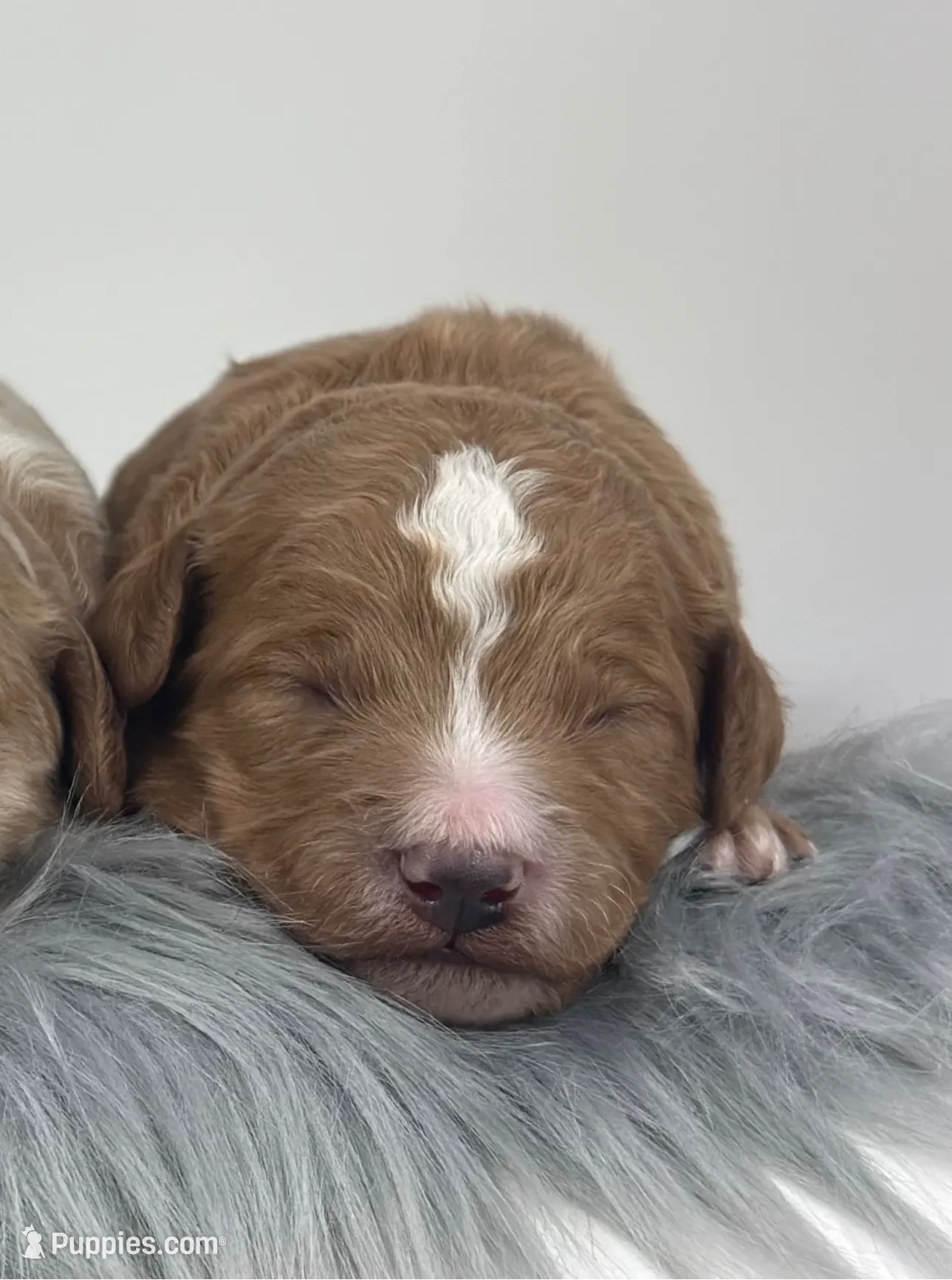 Dax- F1b Mini, a male Miniature Goldendoodle for sale in Milford, IN – Photo 4 of 5