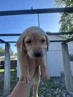 Chunk, a male Labrador Retriever for sale in Turlock, CA – 4 of 6