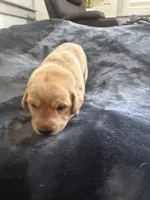 Little John, a male Labrador Retriever for sale in Turlock, CA – Photo 2 of 6