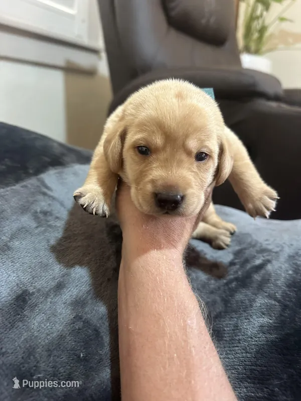 Little John – Labrador Retriever puppy for sale in Turlock, CA