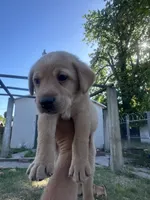 Little John, a male Labrador Retriever for sale in Turlock, CA – 3 of 10