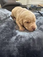 Winchester, a male Labrador Retriever for sale in Turlock, CA – Photo 2 of 6