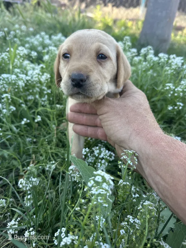 Chunk – Labrador Retriever puppy for sale in Turlock, CA