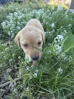 Chunk, a male Labrador Retriever for sale in Turlock, CA – 6 of 6