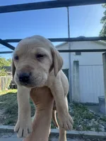 Chunk, a male Labrador Retriever for sale in Turlock, CA – 3 of 6