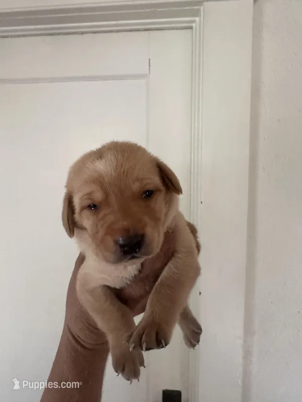 Ragnar – Labrador Retriever puppy for sale in Turlock, CA