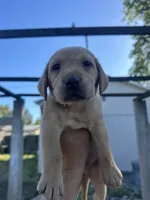Chunk, a male Labrador Retriever for sale in Turlock, CA – 2 of 6