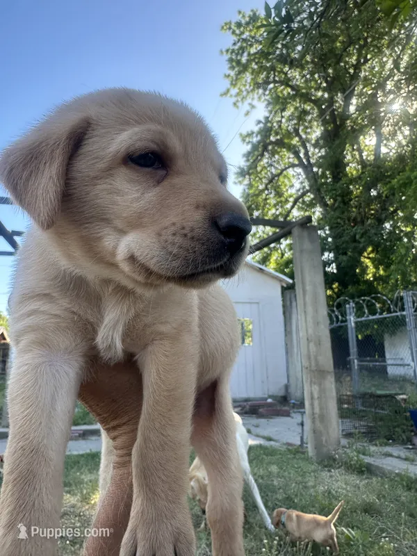 Little John – Labrador Retriever puppy for sale in Turlock, CA