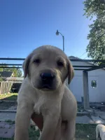 Little John, a male Labrador Retriever for sale in Turlock, CA – 4 of 10