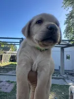 Little John, a male Labrador Retriever for sale in Turlock, CA – 6 of 10