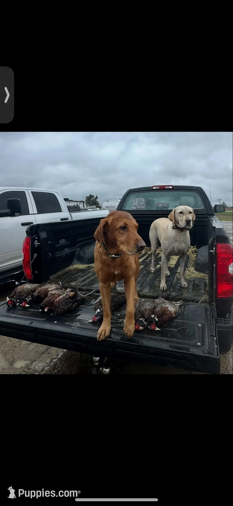 Ragnar, a male Labrador Retriever for sale in Turlock, CA – Photo 6 of 6