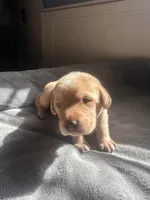 Goose, a male Labrador Retriever for sale in Turlock, CA – Photo 4 of 4