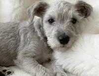 PEANUTS, a male Miniature Schnauzer for sale in Tyler, TX – Photo 3 of 3