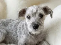 PEANUTS, a male Miniature Schnauzer for sale in Tyler, TX – Photo 2 of 3