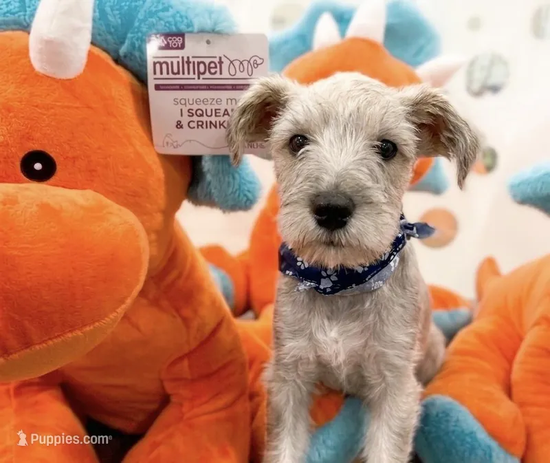 PEANUTS – Miniature Schnauzer puppy for sale in Tyler, TX