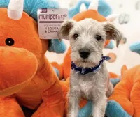 PEANUTS, a male Miniature Schnauzer for sale in Tyler, TX – Photo 1 of 3