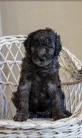 Dolly , a female Goldendoodle for sale in Chandler, AZ – 2 of 5