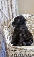 Dolly , a female Goldendoodle for sale in Chandler, AZ – 3 of 5