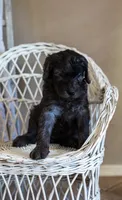 Dolly , a female Goldendoodle for sale in Chandler, AZ – 5 of 5