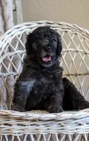 Dolly , a female Goldendoodle for sale in Chandler, AZ – 4 of 5