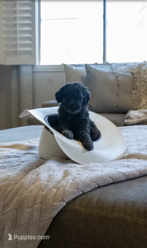 Dolly  – Goldendoodle puppy for sale in Chandler, AZ