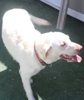 AKC older puppy, a female Labrador Retriever for sale in Elko, NV – 4 of 10