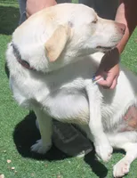 AKC older puppy, a female Labrador Retriever for sale in Elko, NV – 10 of 10