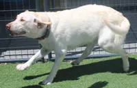 AKC older puppy, a female Labrador Retriever for sale in Elko, NV – 7 of 10
