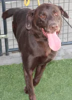 AKC JH STUD FOR SALE, a male Labrador Retriever for sale in Elko, NV – 5 of 7