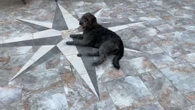 California Wolfhound mix, a female Irish Wolfadoodle for sale in Elko, NV – 4 of 6