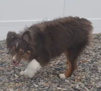 free on spay contract, a female Miniature Australian Shepherd for sale in Elko, NV – 6 of 10