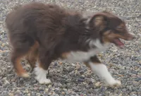 free on spay contract, a female Miniature Australian Shepherd for sale in Elko, NV – 10 of 10