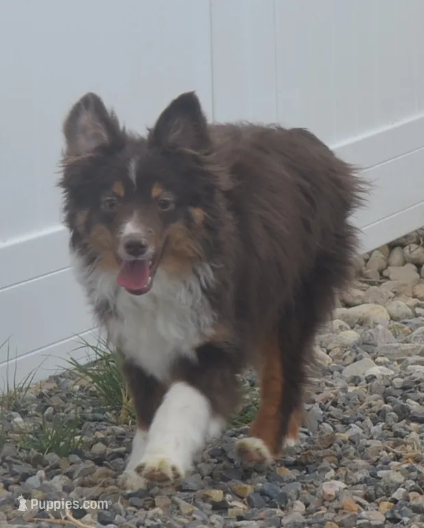 free on spay contract – Miniature Australian Shepherd puppy for sale in Elko, NV