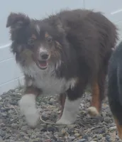 free on spay contract, a female Miniature Australian Shepherd for sale in Elko, NV – 3 of 10
