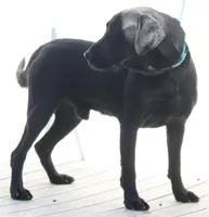 AKC/OFA/DNA STUD, a male Labrador Retriever for sale in Elko, NV – 3 of 7