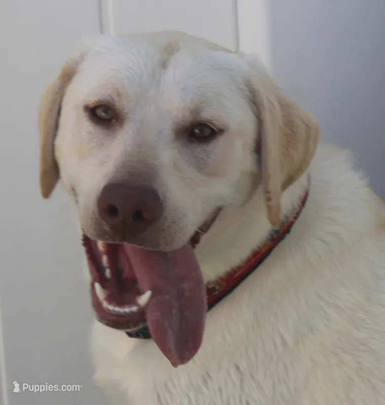 AKC older puppy – Labrador Retriever puppy for sale in Elko, NV