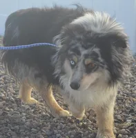 Adopt cash, a male Miniature Australian Shepherd for sale in Elko, NV – Photo 6 of 7