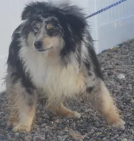 Adopt cash, a male Miniature Australian Shepherd for sale in Elko, NV – Photo 2 of 7