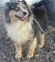 Adopt cash, a male Miniature Australian Shepherd for sale in Elko, NV – Photo 5 of 7