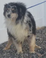 Adopt cash, a male Miniature Australian Shepherd for sale in Elko, NV – Photo 3 of 7