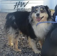 Adopt cash, a male Miniature Australian Shepherd for sale in Elko, NV – Photo 4 of 7