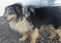 Adopt cash, a male Miniature Australian Shepherd for sale in Elko, NV – Photo 7 of 7