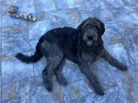 California Wolfhound mix, a female Irish Wolfadoodle for sale in Elko, NV – 3 of 6