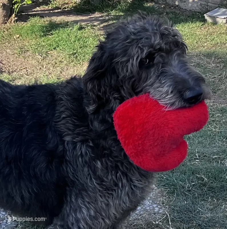 California Wolfhound mix – Irish Wolfadoodle puppy for sale in Elko, NV