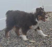 free on spay contract, a female Miniature Australian Shepherd for sale in Elko, NV – 9 of 10