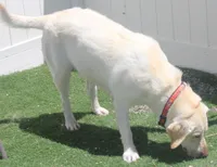 AKC older puppy, a female Labrador Retriever for sale in Elko, NV – 6 of 10